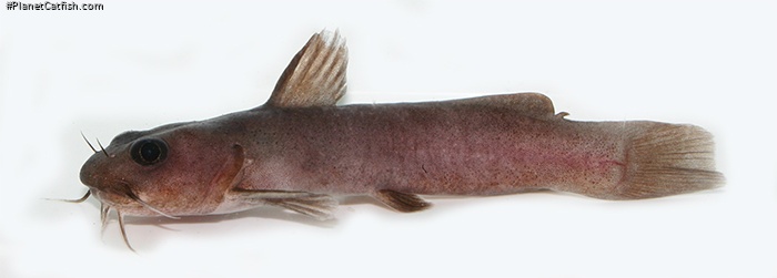 Lophiobagrus cyclurus