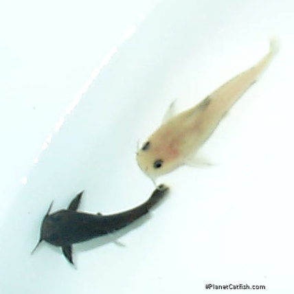 Lophiobagrus cyclurus