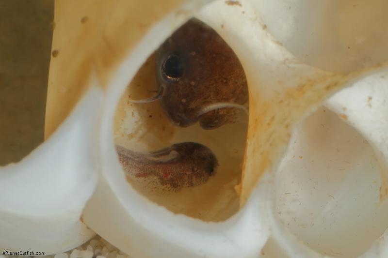 Lophiobagrus sp. (1)