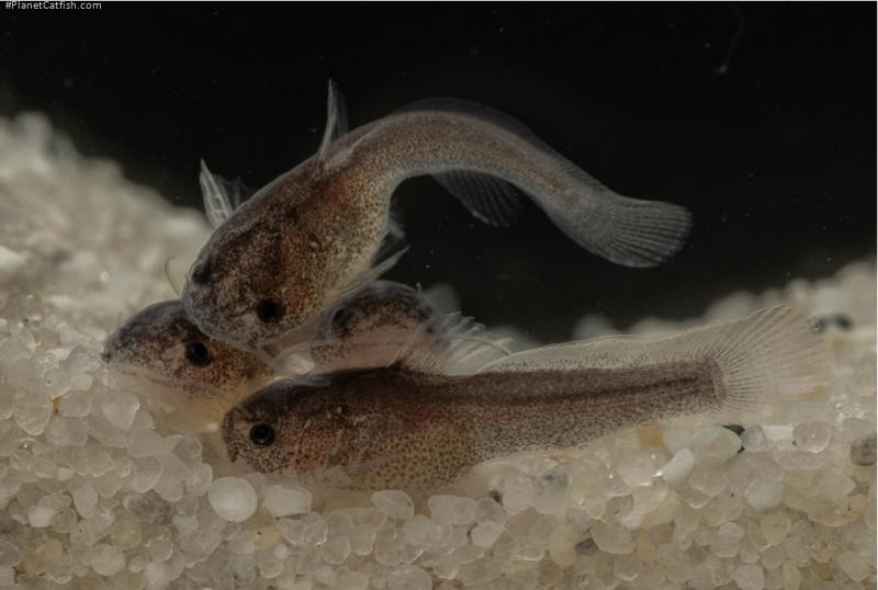 Lophiobagrus sp. (1)