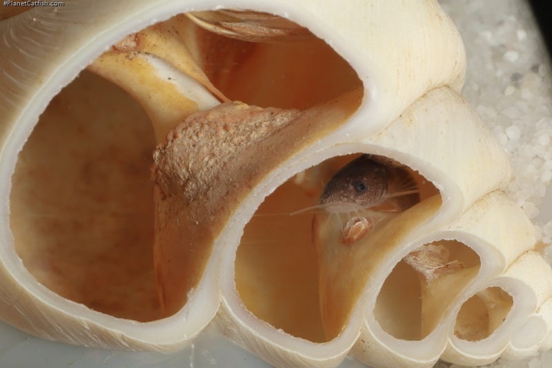 Lophiobagrus sp. (1)