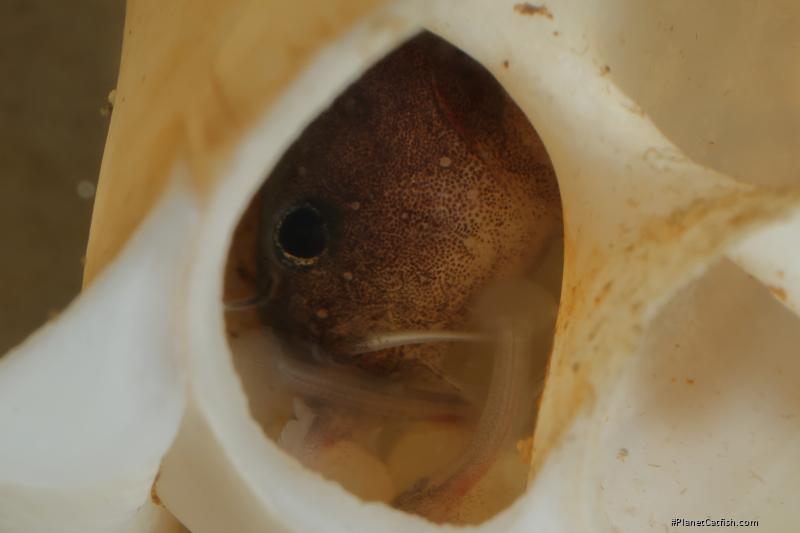 Lophiobagrus sp. (1)
