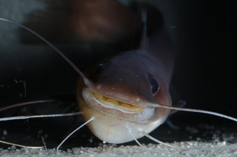 Phyllonemus filinemus