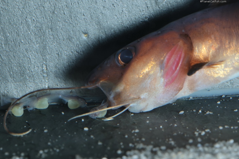 Phyllonemus filinemus