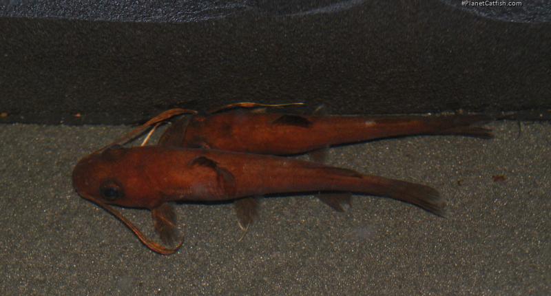 Phyllonemus typus
