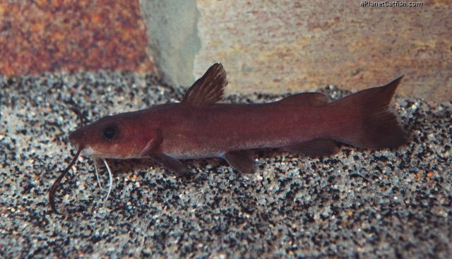 Phyllonemus typus