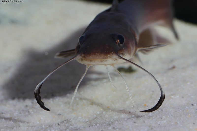 Phyllonemus typus