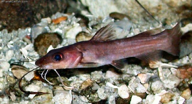 Phyllonemus typus