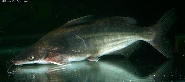 Cranoglanis bouderius