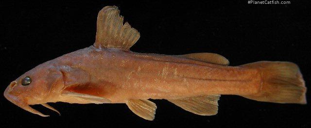 Diplomystes nahuelbutaensis