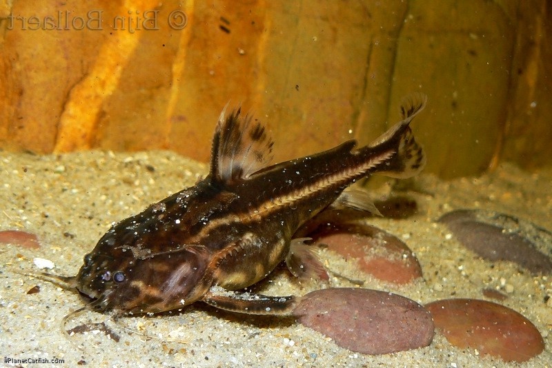 Acanthodoras cataphractus