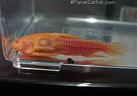 Acanthodoras sp. (1)