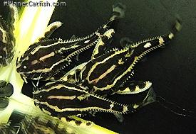 Acanthodoras sp. (2)