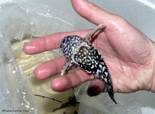Acanthodoras spinosissimus
