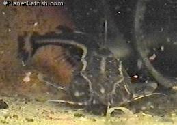 Acanthodoras spinosissimus