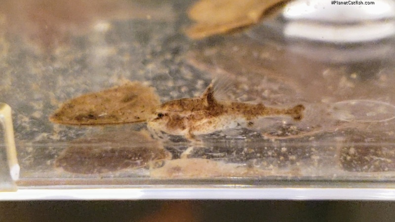 Amblydoras nauticus