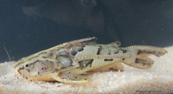 Anadoras weddellii