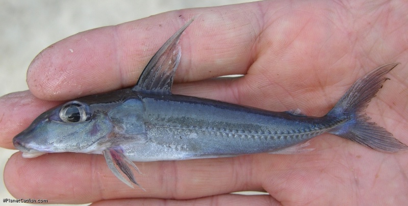 Anduzedoras oxyrhynchus