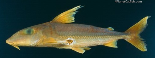 Anduzedoras oxyrhynchus