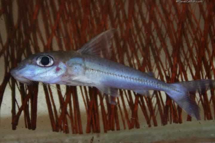 Anduzedoras oxyrhynchus