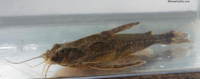 Astrodoras asterifrons