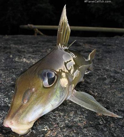 Doras carinatus