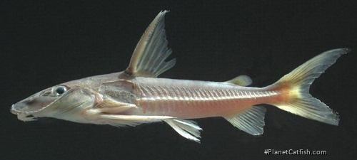 Hemidoras morrisi