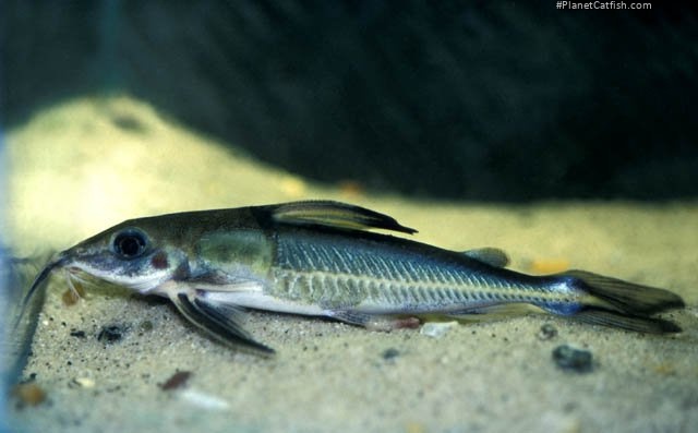Hemidoras stenopeltis