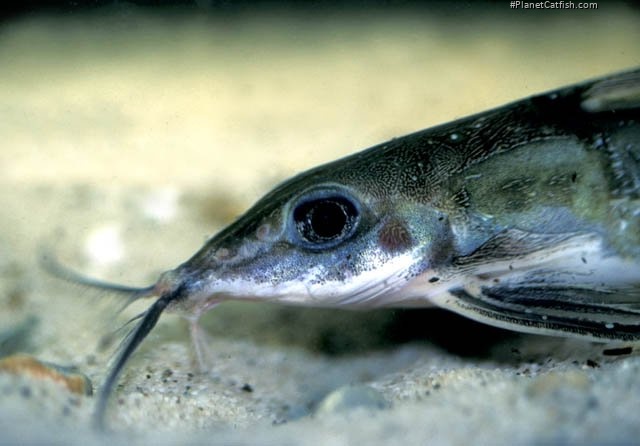 Hemidoras stenopeltis