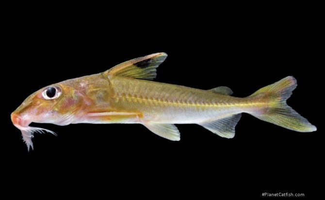 Leptodoras marki
