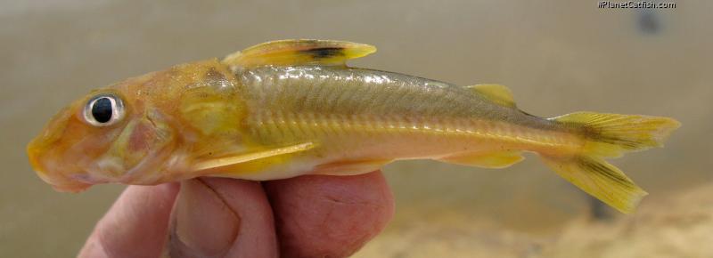 Leptodoras marki