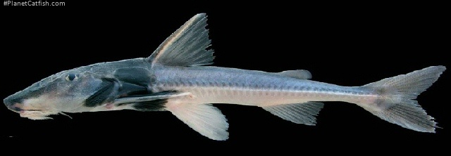 Leptodoras myersi