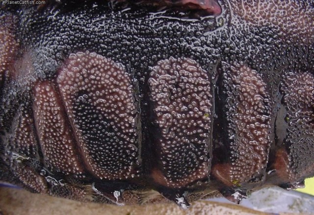 Megalodoras uranoscopus