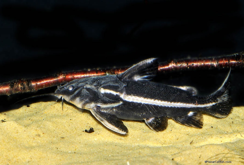 Orinocodoras eigenmanni