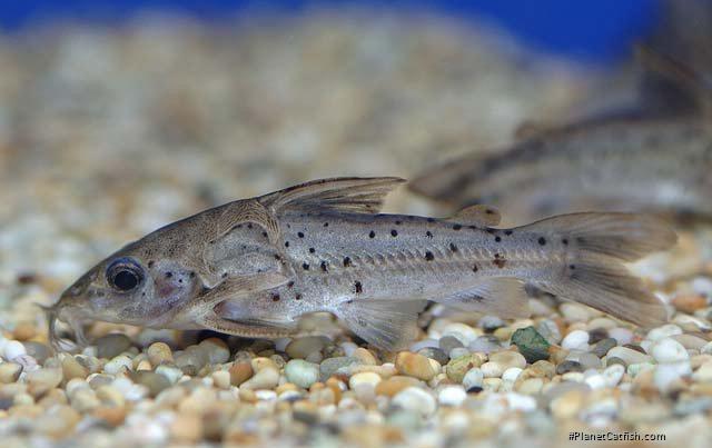 Ossancora punctata
