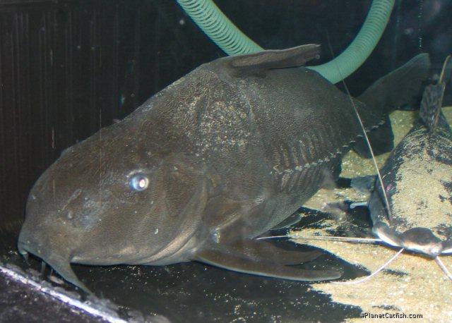 Oxydoras niger