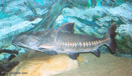 Oxydoras sifontesi