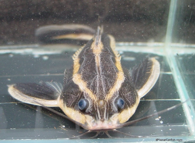 Platydoras armatulus