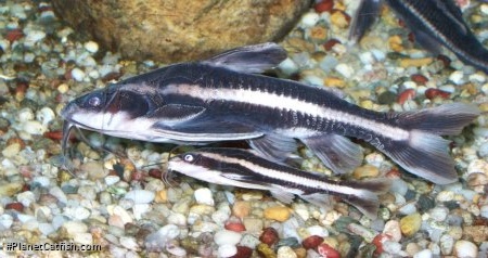 Platydoras armatulus