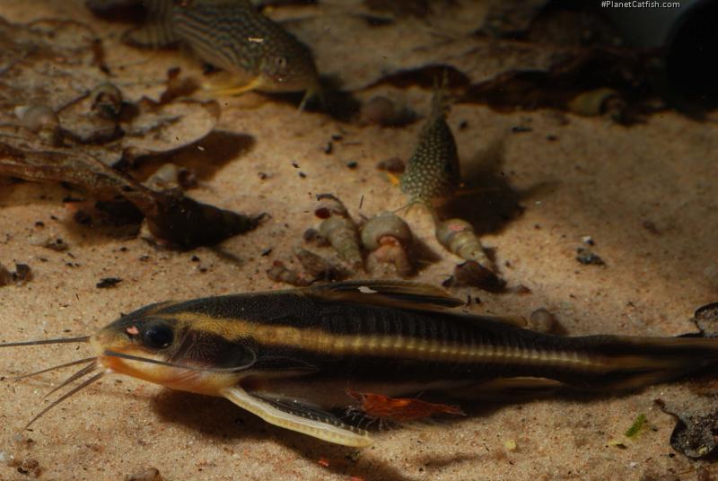 Platydoras armatulus