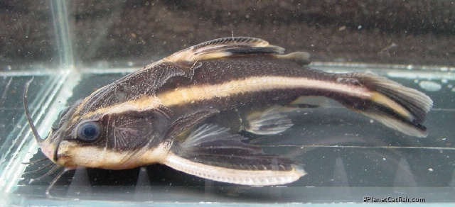 Platydoras armatulus