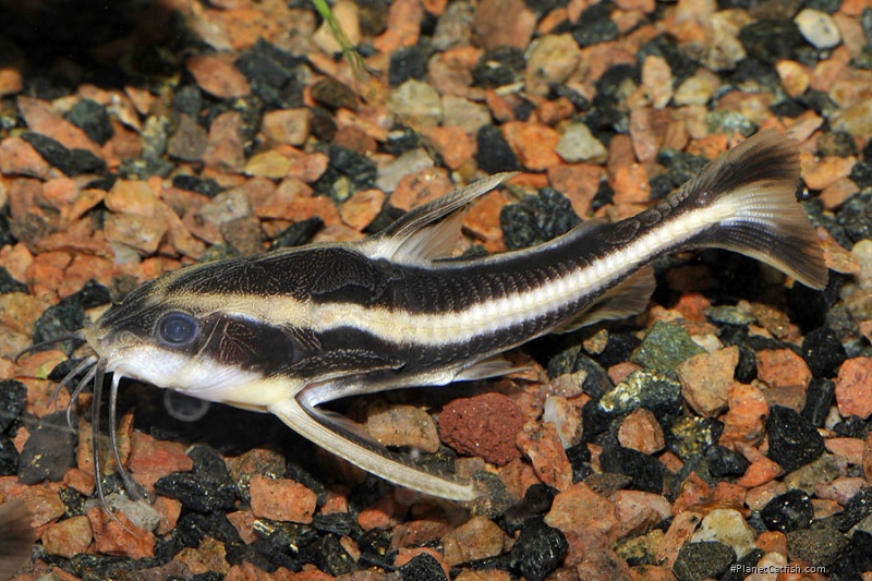 Platydoras armatulus