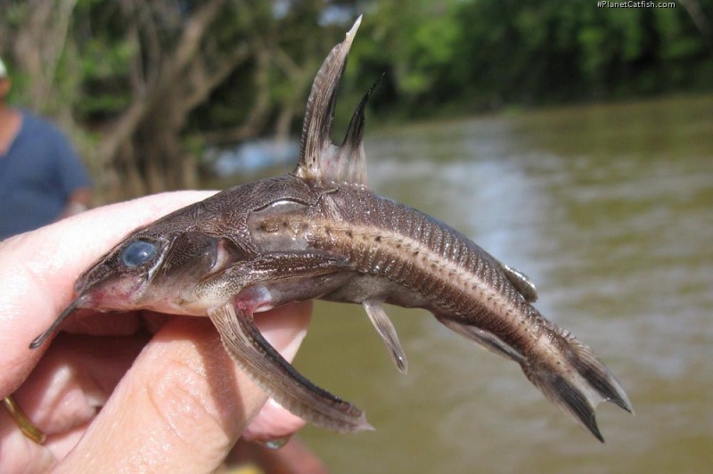 Platydoras hancockii