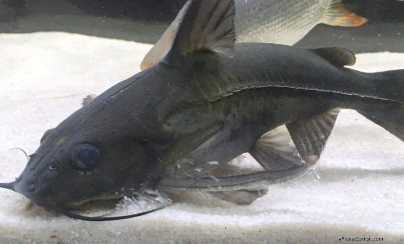 Platydoras sp. `MARONI`