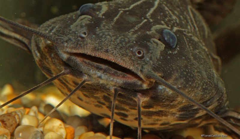 Pterodoras granulosus
