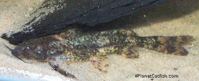 Rhinodoras boehlkei