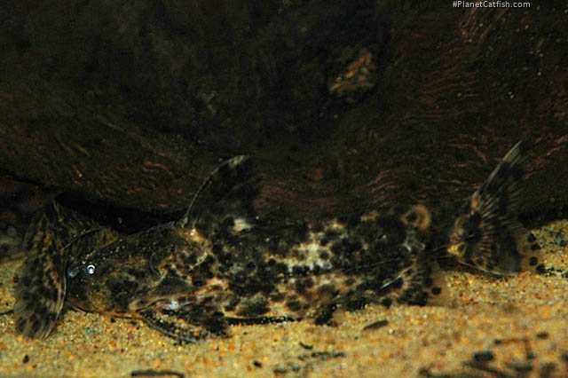 Rhinodoras dorbignyi