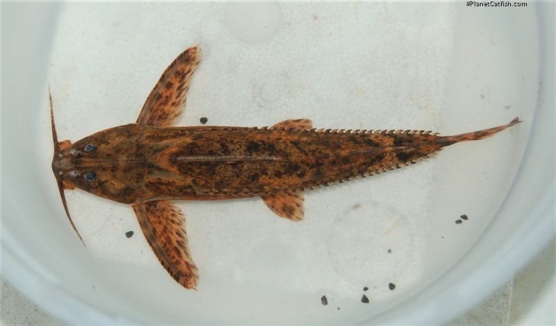 Rhinodoras gallagheri
