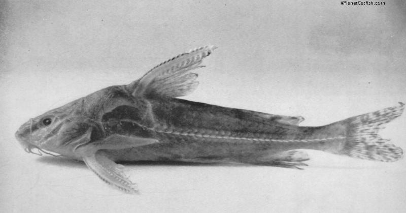 Rhinodoras thomersoni