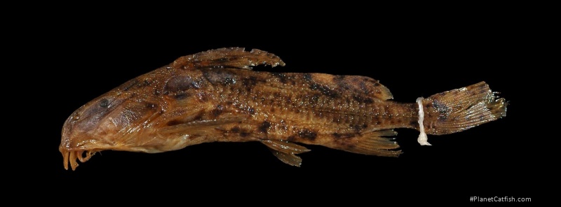 Rhynchodoras xingui